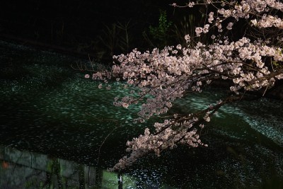 千鸟渊晚上要去看樱花