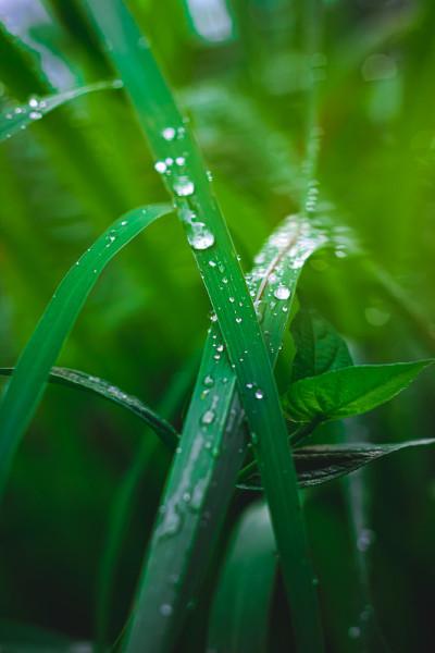 水珠落在草上