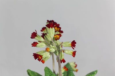 红色的九轮草，报春花，花