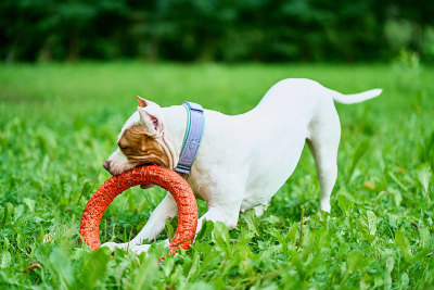 美国比特犬在公园玩拉玩具