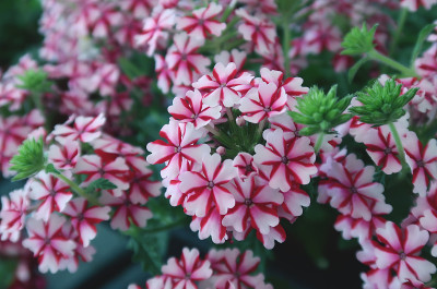 马鞭草的花