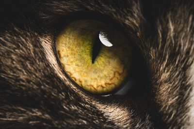 特写的大绿色猫眼睛。宏观照片