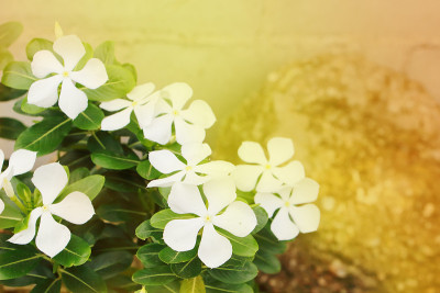 白色的长春花布什