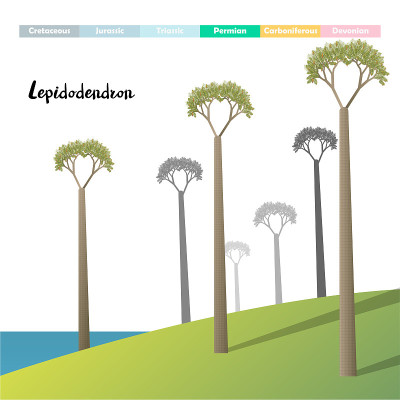 Lepidodendron