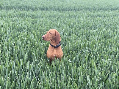 匈牙利Vizsla工作犬