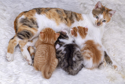 宠物动物;可爱的小猫，小猫宝宝和小猫妈妈