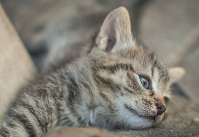 小猫