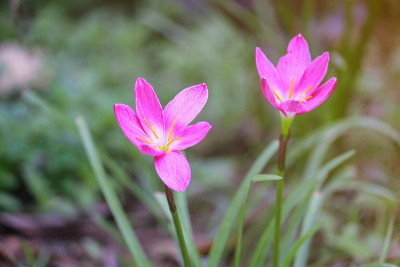 秋水仙俗称秋、番红花、草甸
