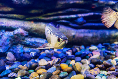 在水族馆里混合龙鱼的景色