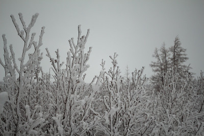 白雪覆盖的树木,诺里尔斯克镍业