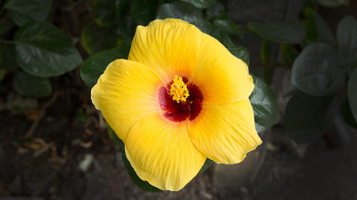 芙蓉黄色的花朵特写的形象