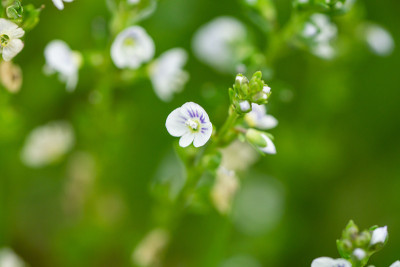 百里香叶Speedwell花在春天