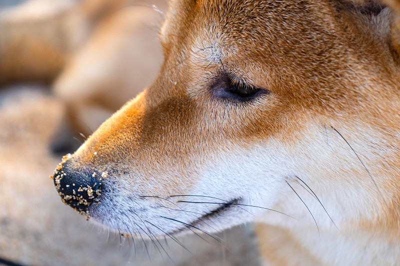 快乐的红柴犬。红毛日本狗微笑肖像。