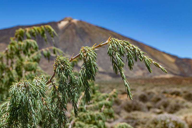 特有的金丝雀雪松的分支，特写。有选择性的重点。背景是Teide火山周围罕见的特有植被和熔岩场。国家公