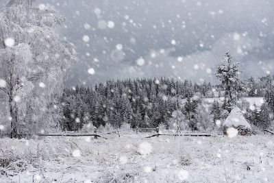 树被雪覆盖，山上下着大雪