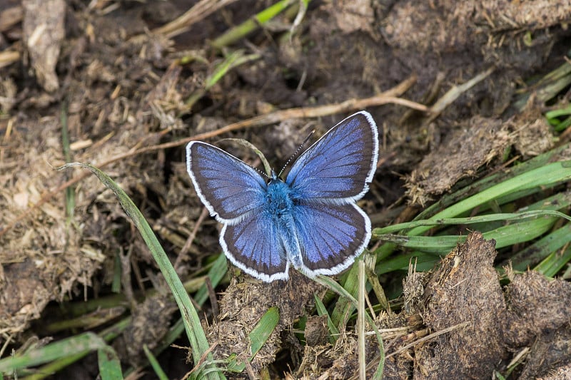 镶银的蓝蝴蝶(Plebejus argus)坐在草地上。蓝蝴蝶在牛粪上。