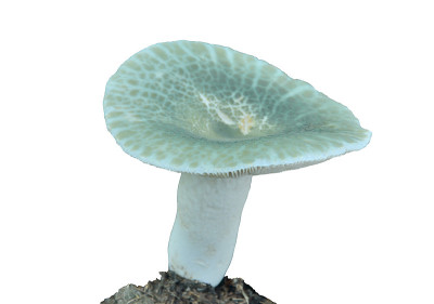 食用红菇(绿菇)