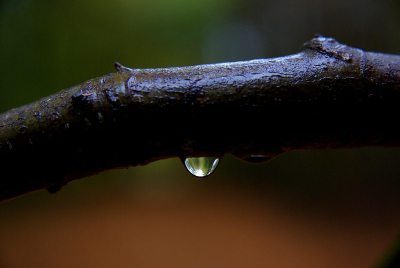 枫丹白露森林秋天