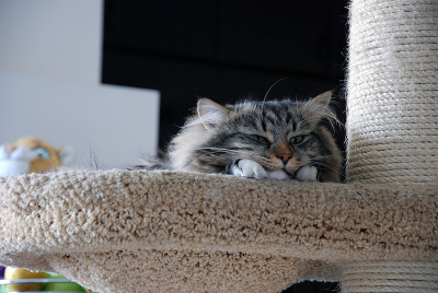 猫