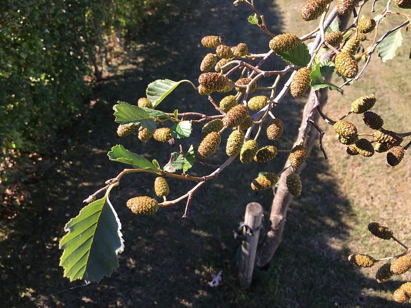 普通桤木(Alnus glutinosa) -混合雌球果