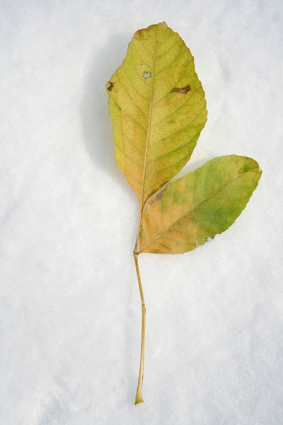 离开雪