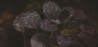 一个近距离的scoopopus coggygria叶子与雨滴，旗帜