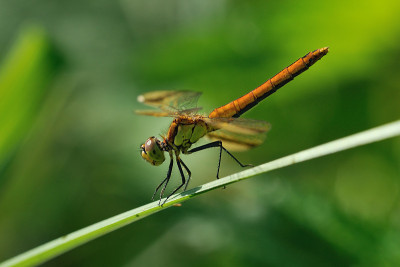 Sympetrum pedemontanum,女