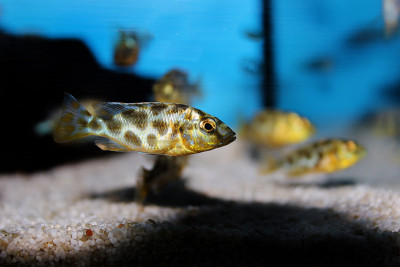 Giraffe hap Haplochromine Malawi cichlid fish - Ni