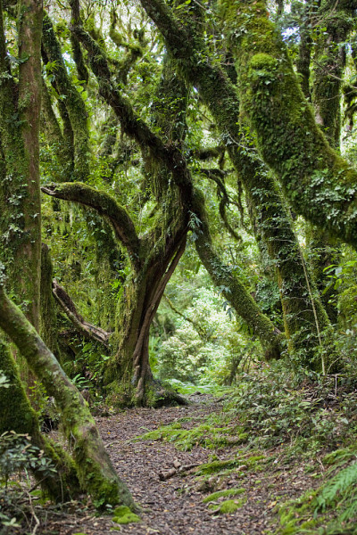 新西兰塔拉纳基山的热带雨林
