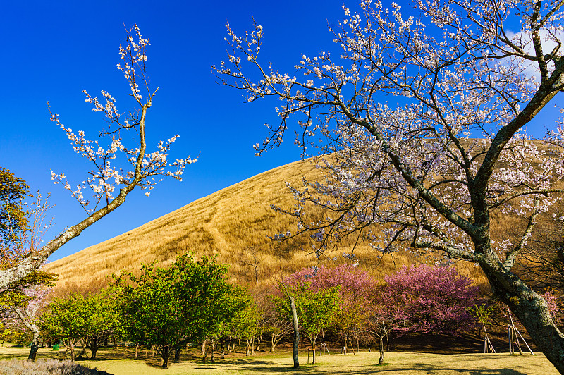 日本伊豆市的大室山，春天的自然景观