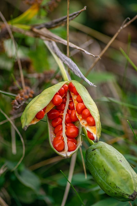 豆荚裂开