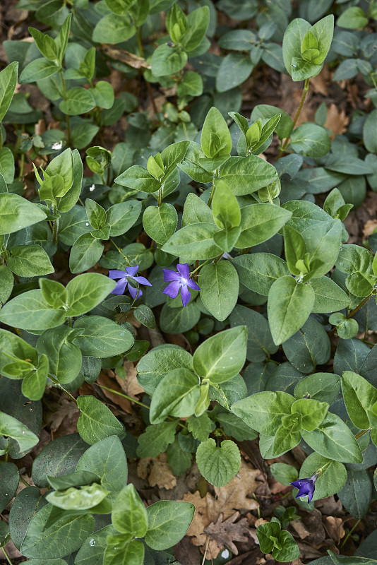 长春花开花了