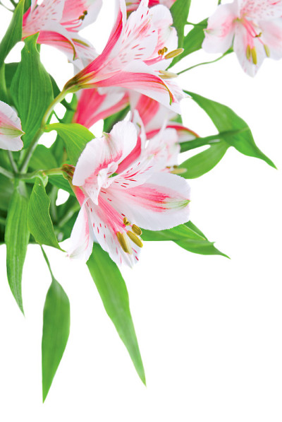 黄花近距离拍摄