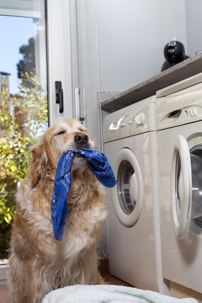 金毛猎犬在洗衣服