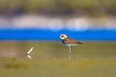 可爱的小水鸟。自然背景。常见的水鸟:肯特鸻。Charadrius alexandrinus。