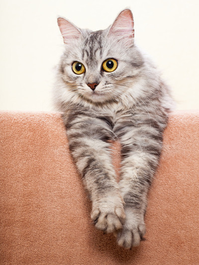 宠物，灰色条纹的猫。