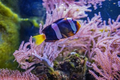 Clown fish next to corals