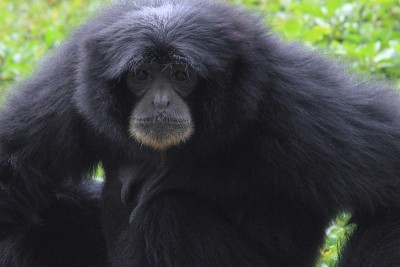 Siamang