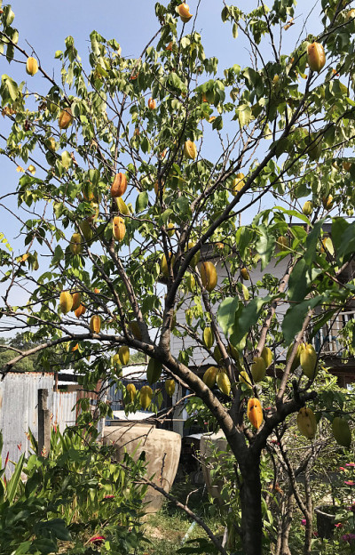 杨桃树结果实。