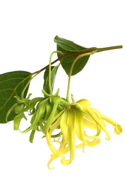 依兰花