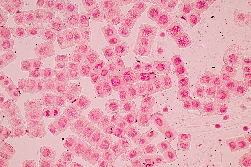 洋葱根尖和根尖有丝分裂细胞的显微镜观察。