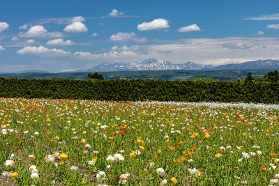 北海道美丽的风景