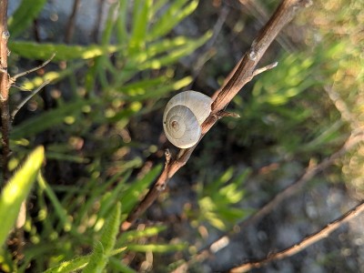 夏季的蜗牛