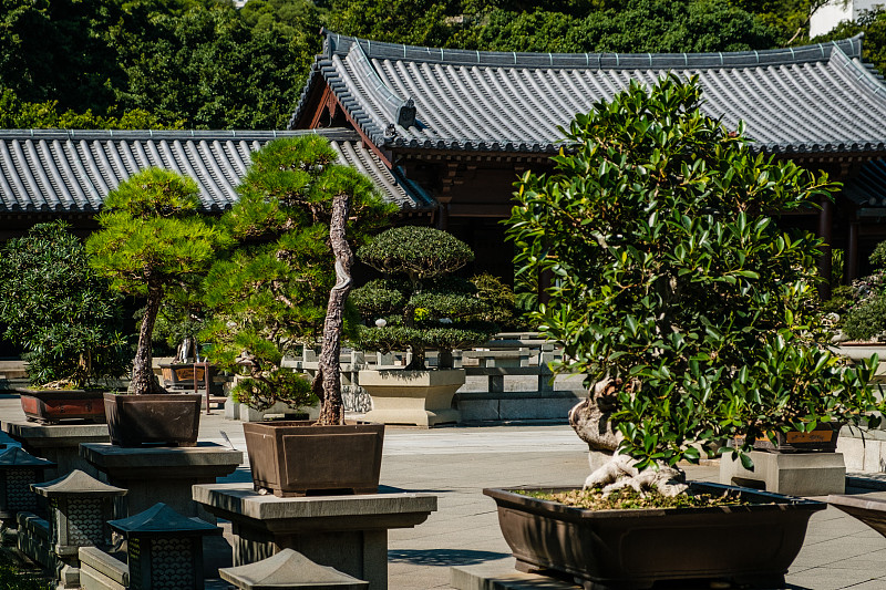 香港佛教寺院赤莲庵中国花园的树木盆景