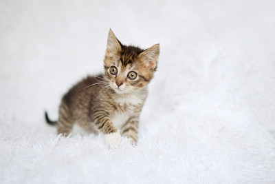 条纹小猫坐在毛茸茸的白色毯子上