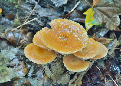 食用菌(Kuehneromyces mutabilis)