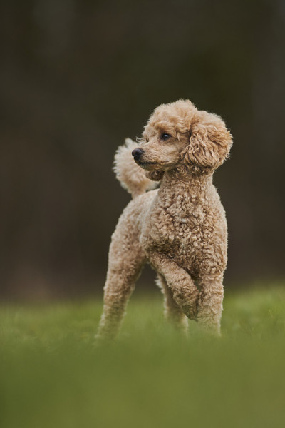 玩具贵宾犬户外