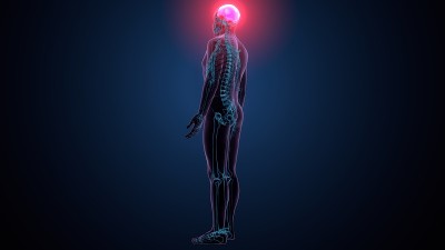 人体骨骼颅骨顶骨解剖的3d插图