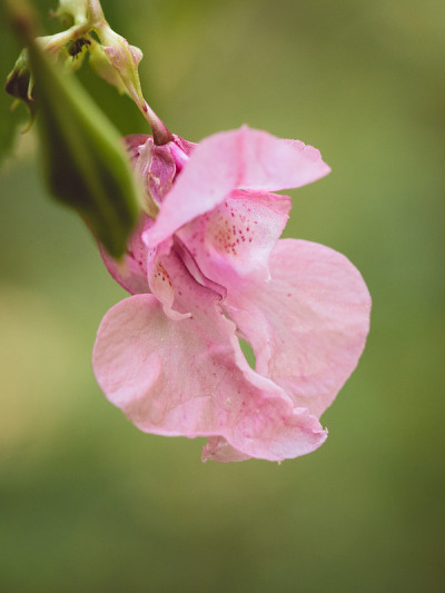 凤仙花的粉红色花