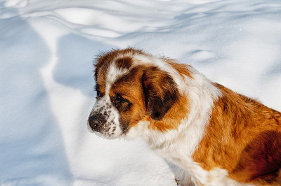 圣伯纳德犬